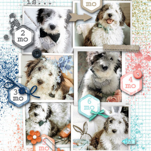 Many faces of Dash
