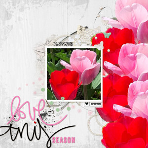 2020_May_TulipSeason