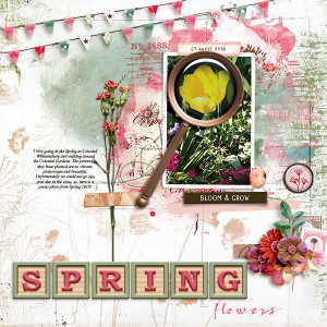 Spring Flowers