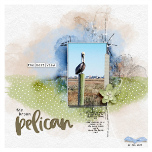 Brown Pelican