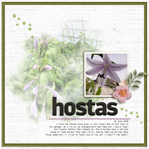 Hostas