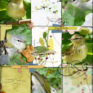 Birds