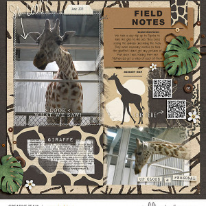Giraffe Feeding