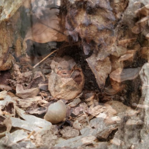 Mushrooms On Trees