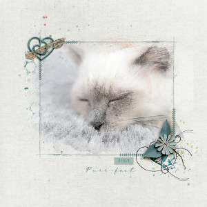 Purr-fect