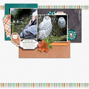 Snowy Owl