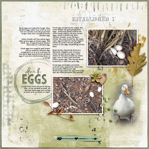 Duck Eggs