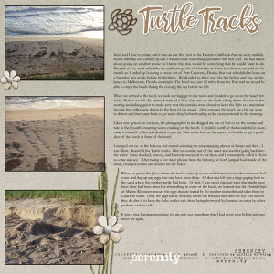 TLP_Day-11_Turtle-Tracks