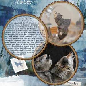 Jan-20-Photography-Challenge-–-Through-a-Lens-of-Possibility--Wolves