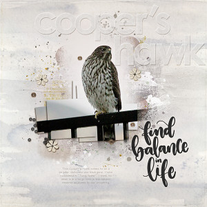 Cooper's Hawk