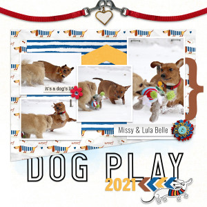 Dog Play