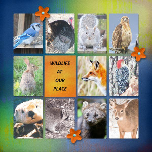Wildlife