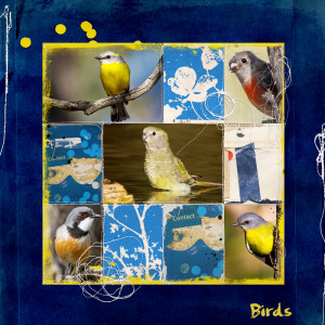 Birds