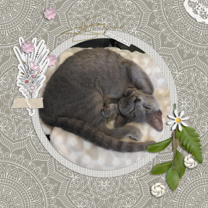 200930_cat Nap
