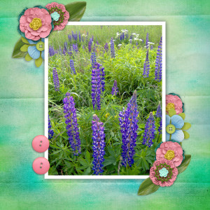 Lupins