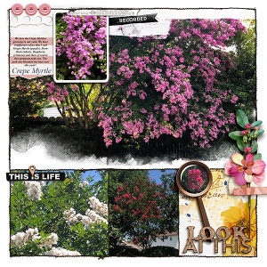 Crepe Myrtle