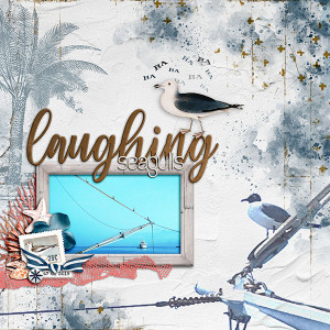 laughing seagulls