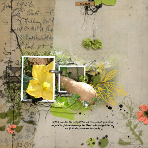 Fleur de courgette et courgette