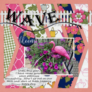 Wave Petunias
