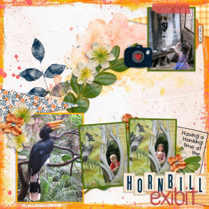 Hornbills