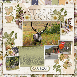 Look!! Caribou!!