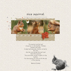 Squirrel