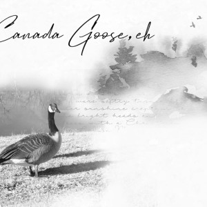 January-4---Blend-Photo-into-Background---Canada-Goose,-eh