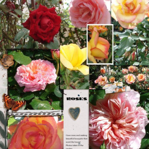 Roses
