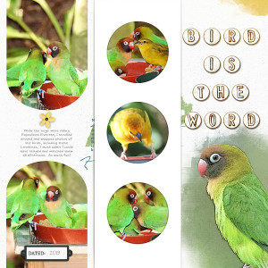 Bird is the Word