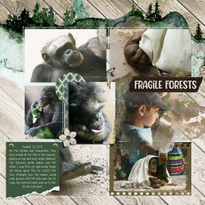 20130813 Fragile Forest