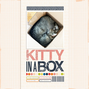 Kitty in a Box