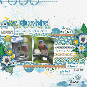 Mr Bluebird