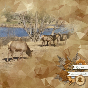 Elk Herd