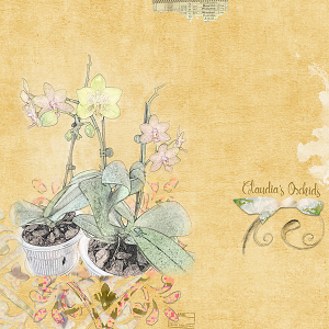Claudia's Orchids