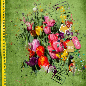 04kimjensen-tulips