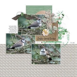 Double-barred Finches