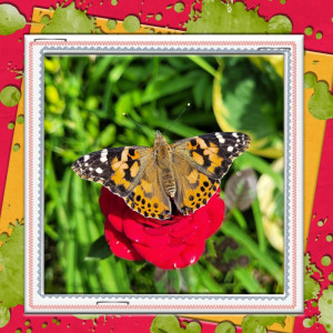 NBK Border Challenge June 2022 New Batch Of Painted Lady Butterflies Released