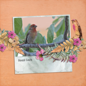 180204_house Finch