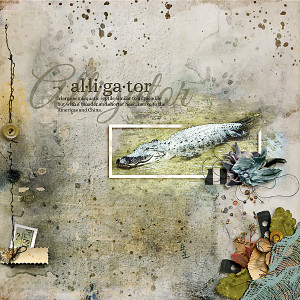 Alligator