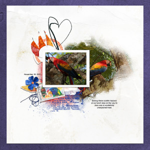 Scarlet Macaws