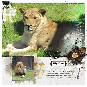 Big Cats