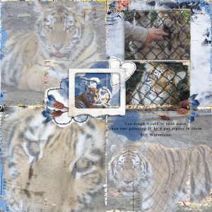 Beardsley Zoo Tigers