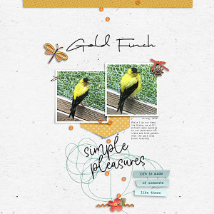 Gold Finch
