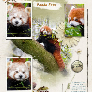 Panda Roux
