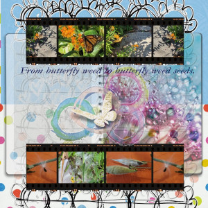 NBK Challenge From Butterfly Weed To Butterfly Weed Seeds.