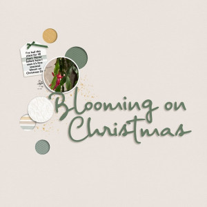 Blooming on Christmas