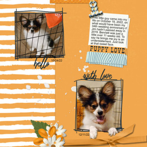 January-1---Blind-Scrap----Puppy