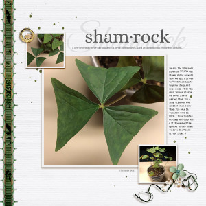 Shamrock (MOC11 Jan 3 Photography)