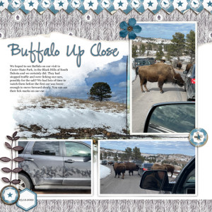 Buffalo-Up-Close-MOC-11-Day-5