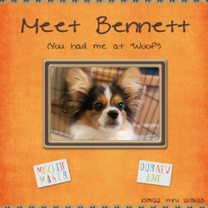 January-11---Create-an-Album-Cover---Meet-Bennett
